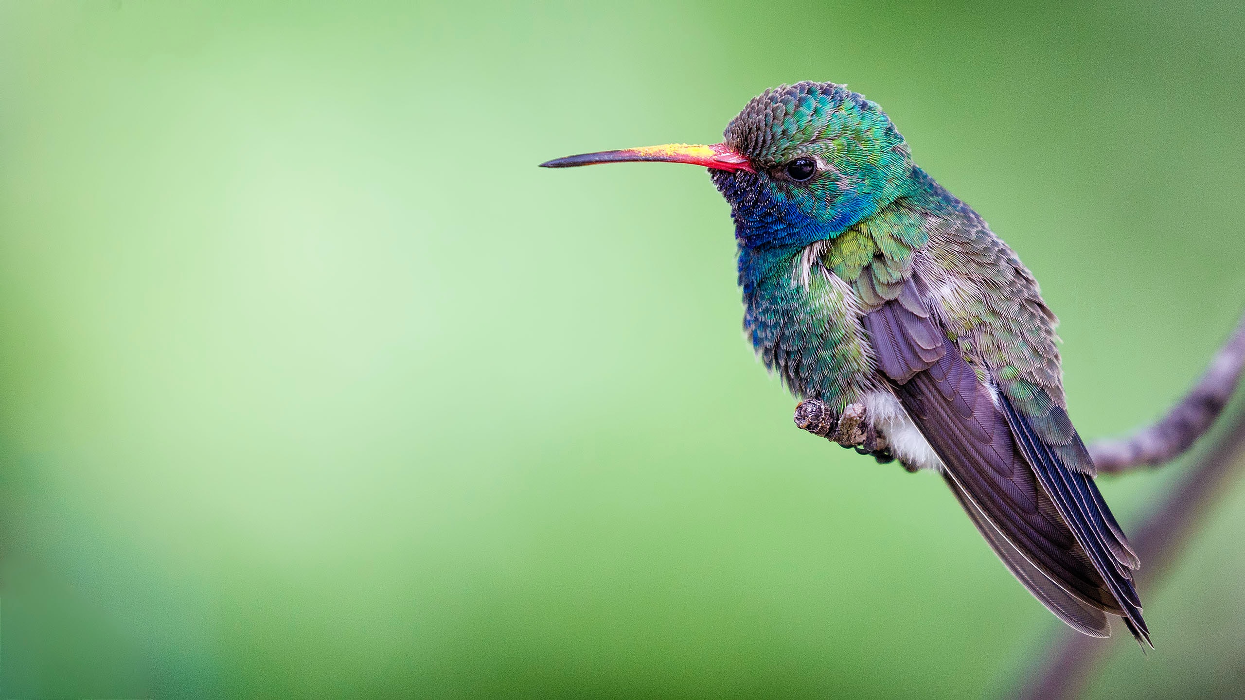 colibri patagonia