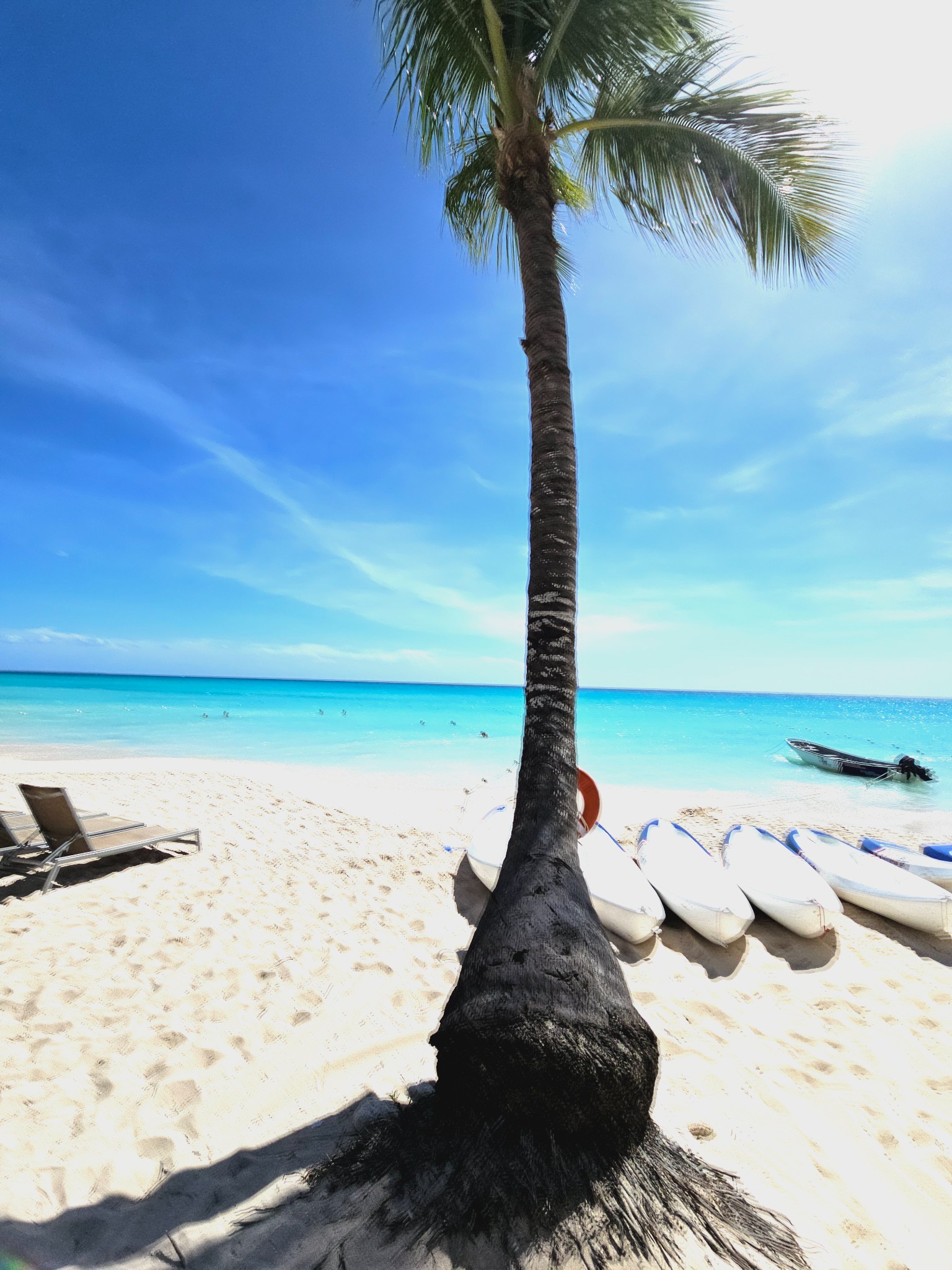 Palmeira e praia de Bayahibe
